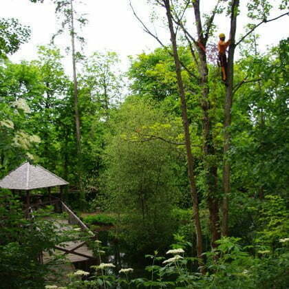 grimpette élagueur professionnel