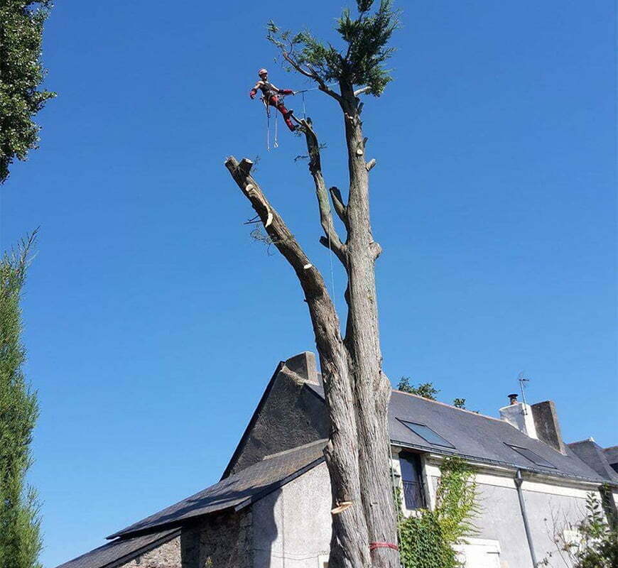 photo élagueur grimpeur professionnel